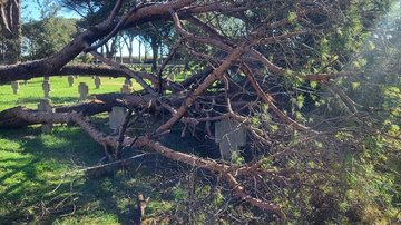 Krone eines entwurzelten Baumes inmitten von Gräbern
